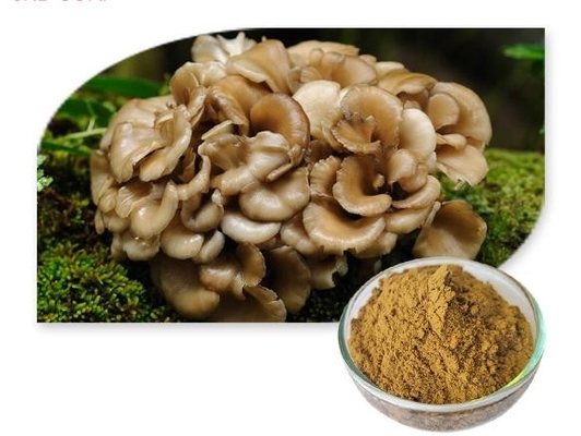 Wholesale Factory Supply maitake mushroom extract Powder 10:1 30%~50% Polysaccharides UV