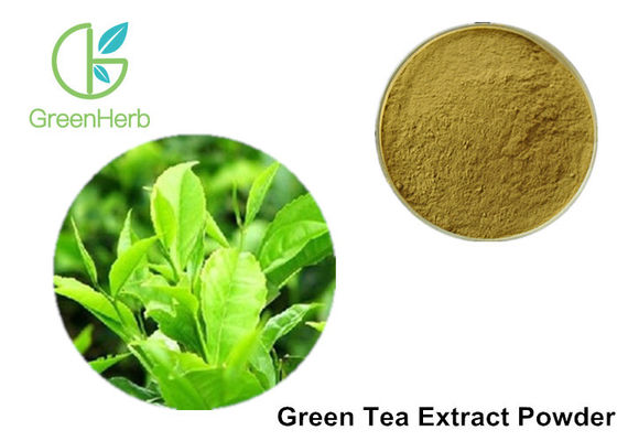 100 ٪ مستخلص الشاي الأخضر النقي مسحوق مضاد للبكتيريا لمستحضرات التجميل / الغذاء